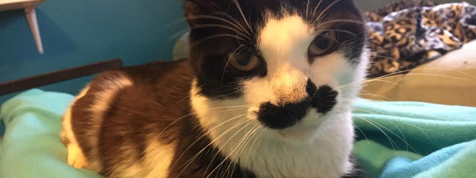 Come meet our wonderful cats in person at our adoption center.